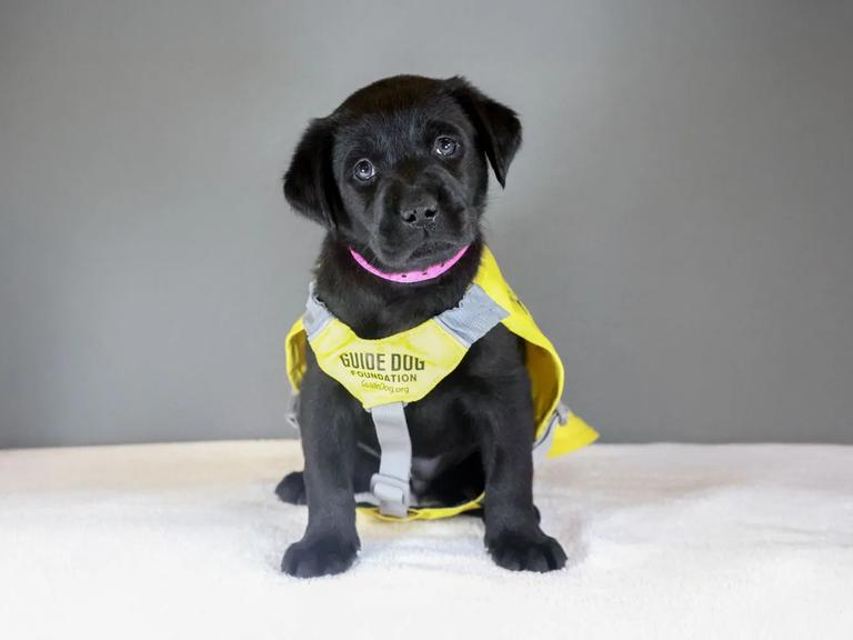 Dorothy, a black labrador retriever, sits.