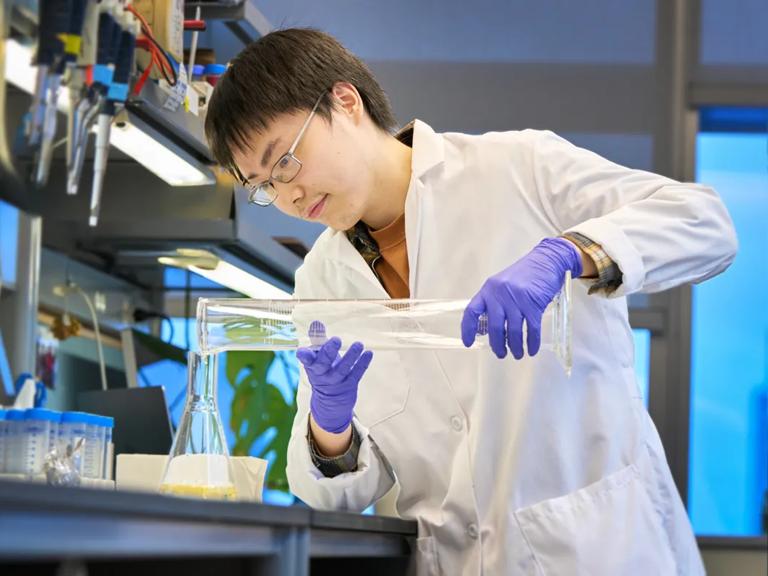 A male Grossman School of Medicine student in a lab, wearing a white labcoat, purple gloves, pours liquid from one glass beaker into another.